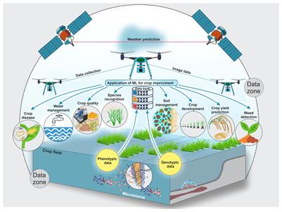 Harnessing the power of machine learning for crop improvement and sustainable production